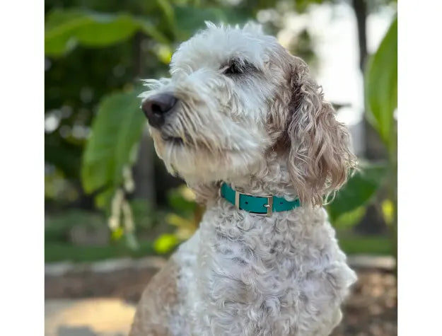 Fishtail Hand Braided Dog Collar in Teal & Cream