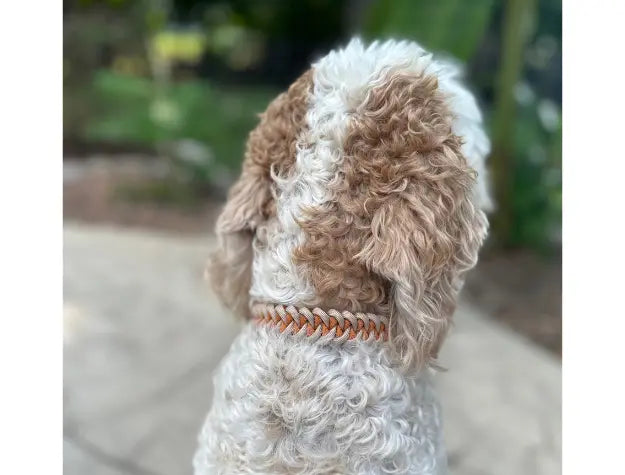 Fishtail Hand Braided Dog Collar in Mustard & Light Tan Pawsh Pup Co.