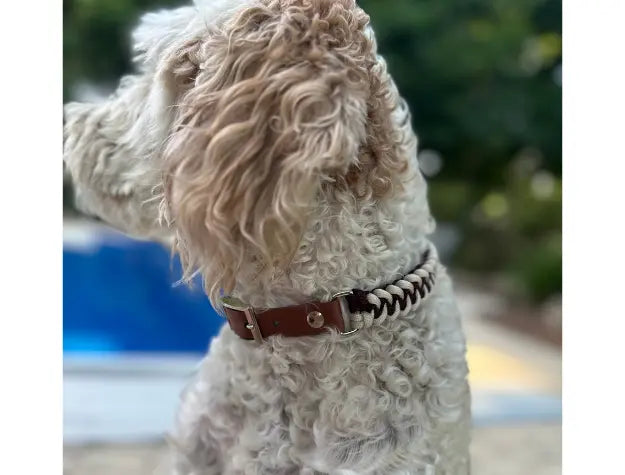 Fishtail Hand Braided Dog Collar in Burgundy & Cream Pawsh Pup Co.