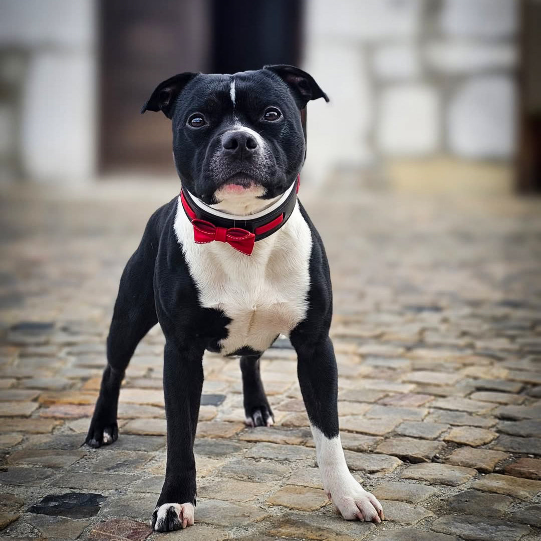 Bestia Bowtie Leather Dog Collar – Black