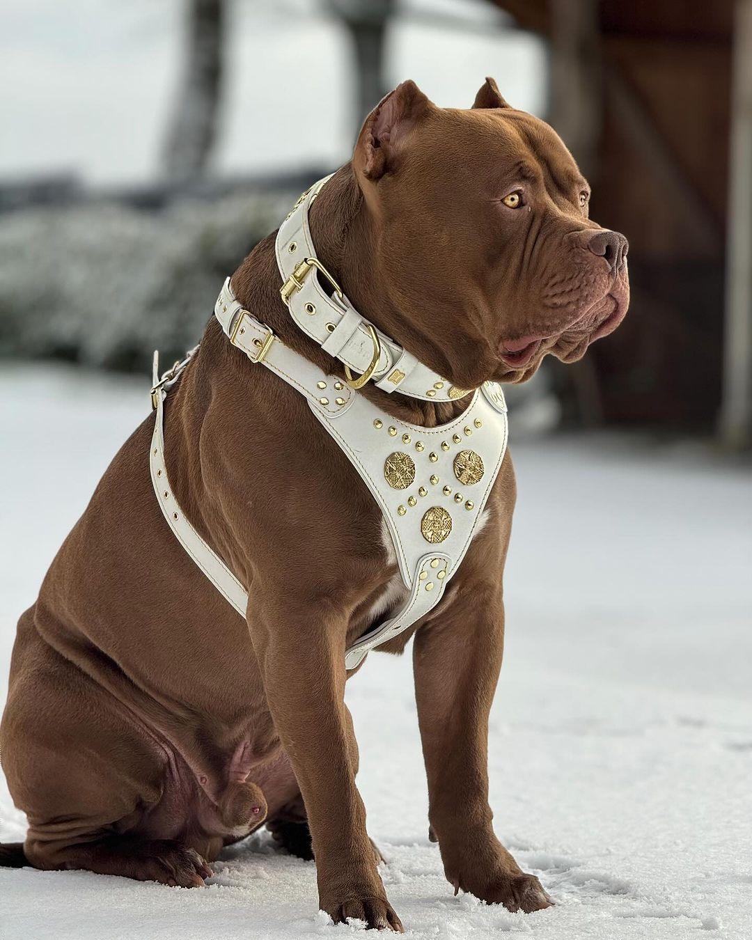 Bestia Maximus Leather Harness, Collar & Leash Set – White, Brass Rivets, Large Breeds