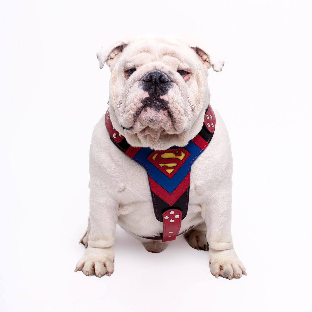 Bestia Superdog Leather Dog Harness – Medium Dogs