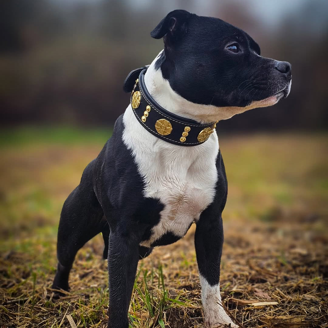 Bestia Maximus 2" Leather Dog Collar – Gold
