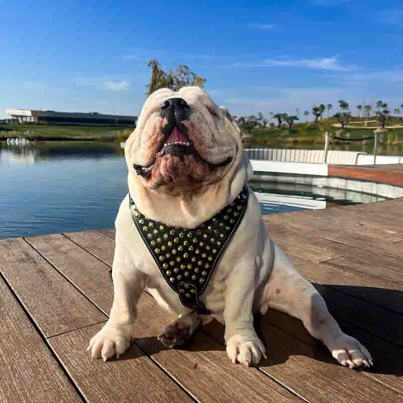 Bestia Gladiator Leather Dog Harness – Gold/Silver