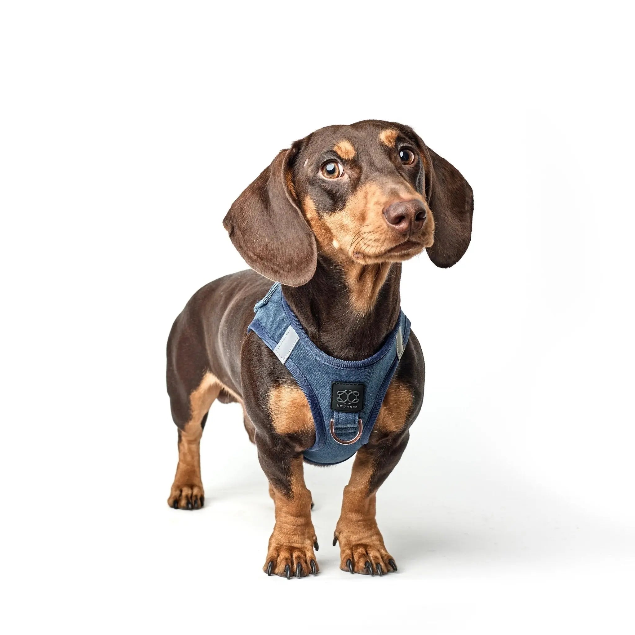 SoHo Dog Harness - Denim - K9 Outdoors