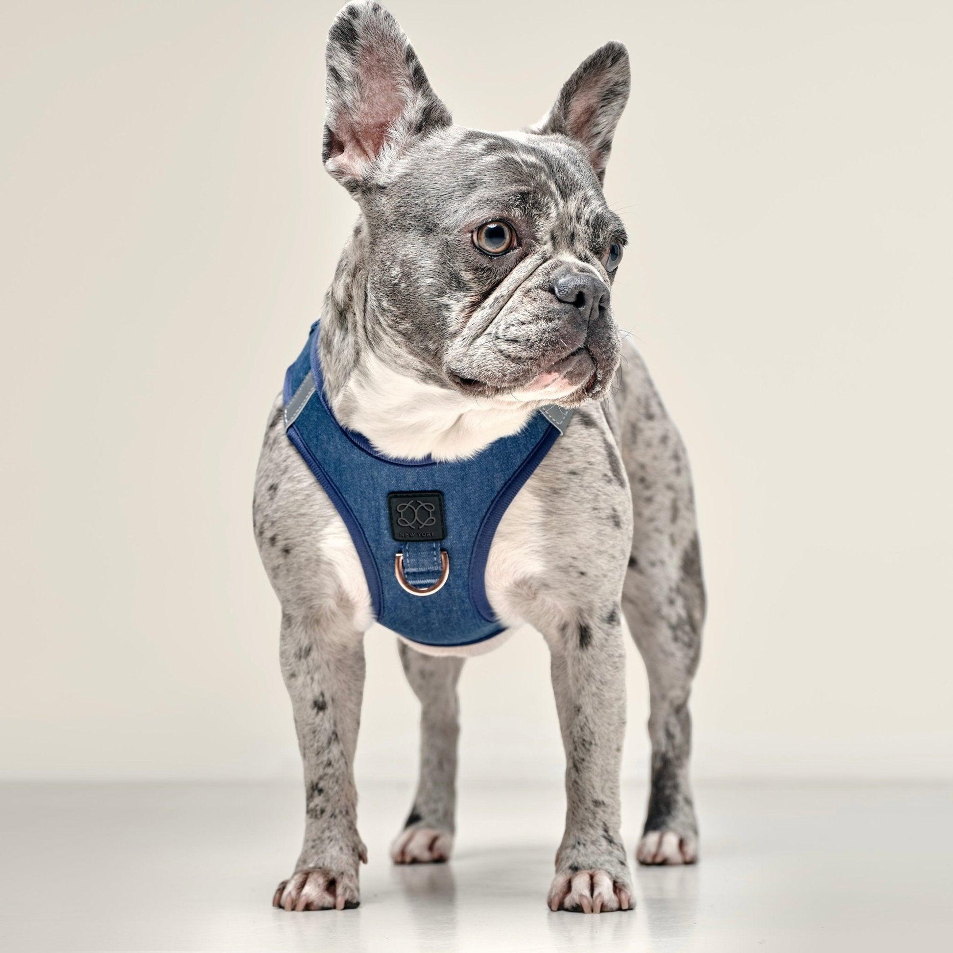 SoHo Dog Harness - Denim Dogistry™