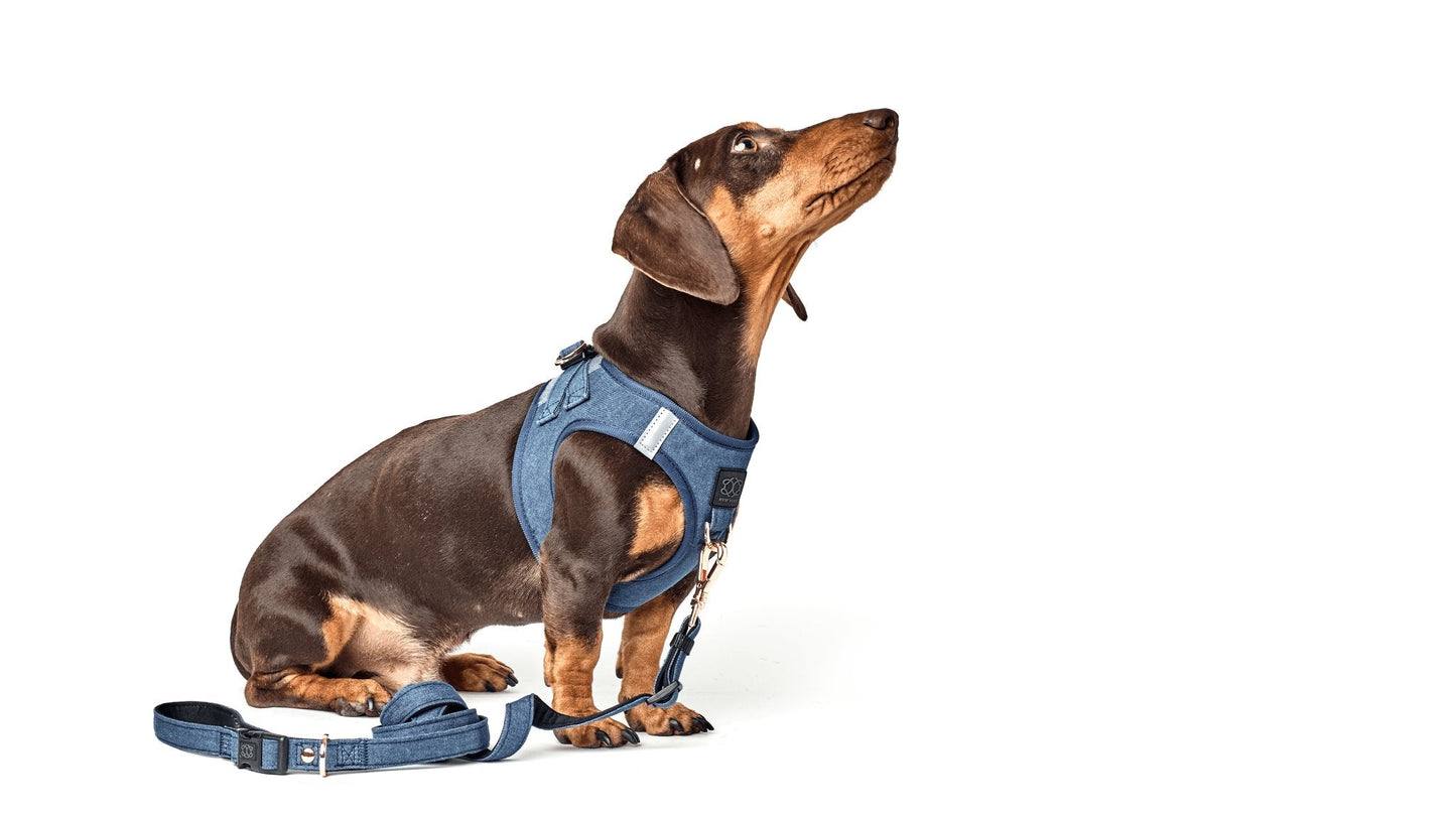 SoHo Dog Harness - Denim Dogistry™