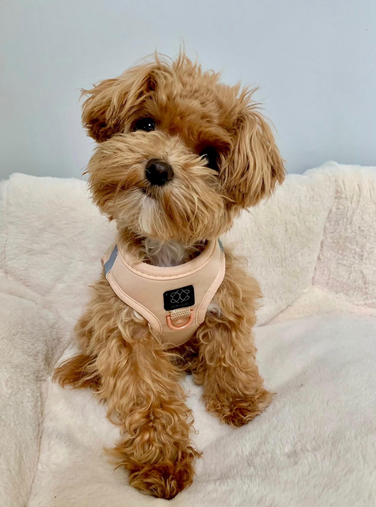 SoHo Dog Harness - Dune Dogistry™