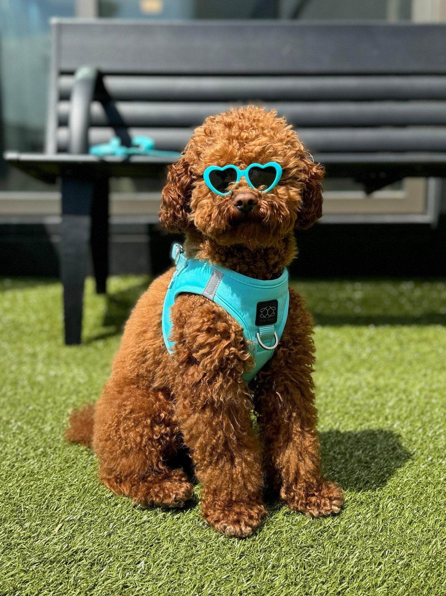 SoHo Dog Harness - Fifth Avenue Dogistry™