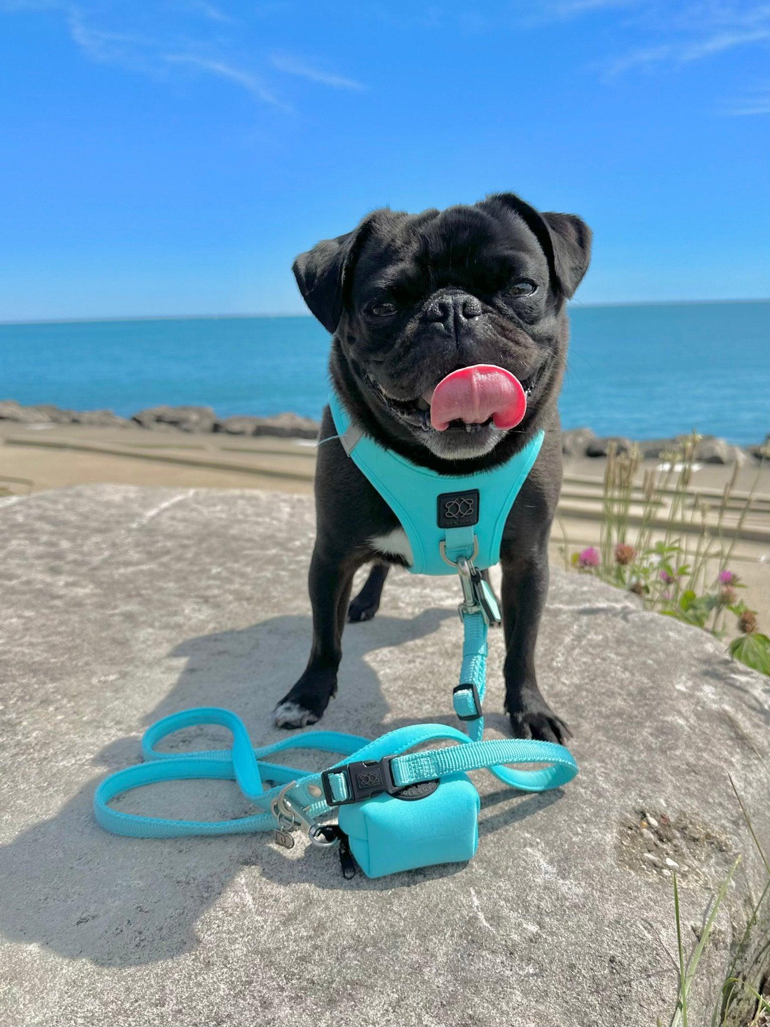 SoHo Dog Harness - Fifth Avenue Dogistry™