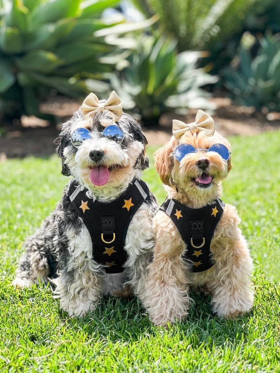 SoHo Dog Harness - Rockstar Dogistry™