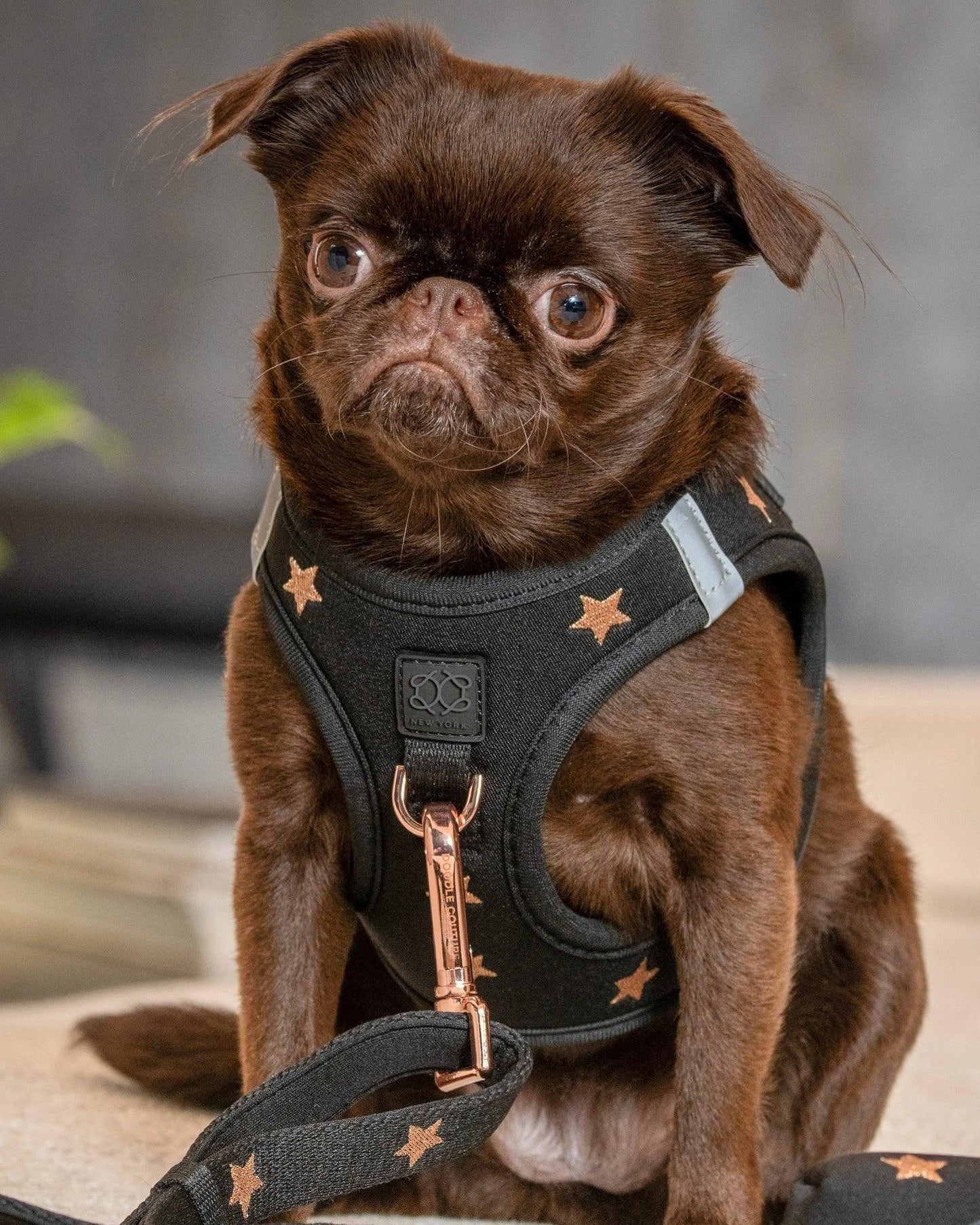 SoHo Dog Harness - Rockstar Dogistry™