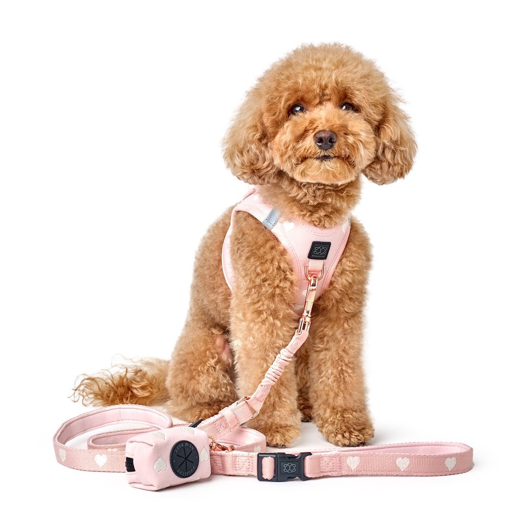 SoHo Dog Harness - Sweetheart