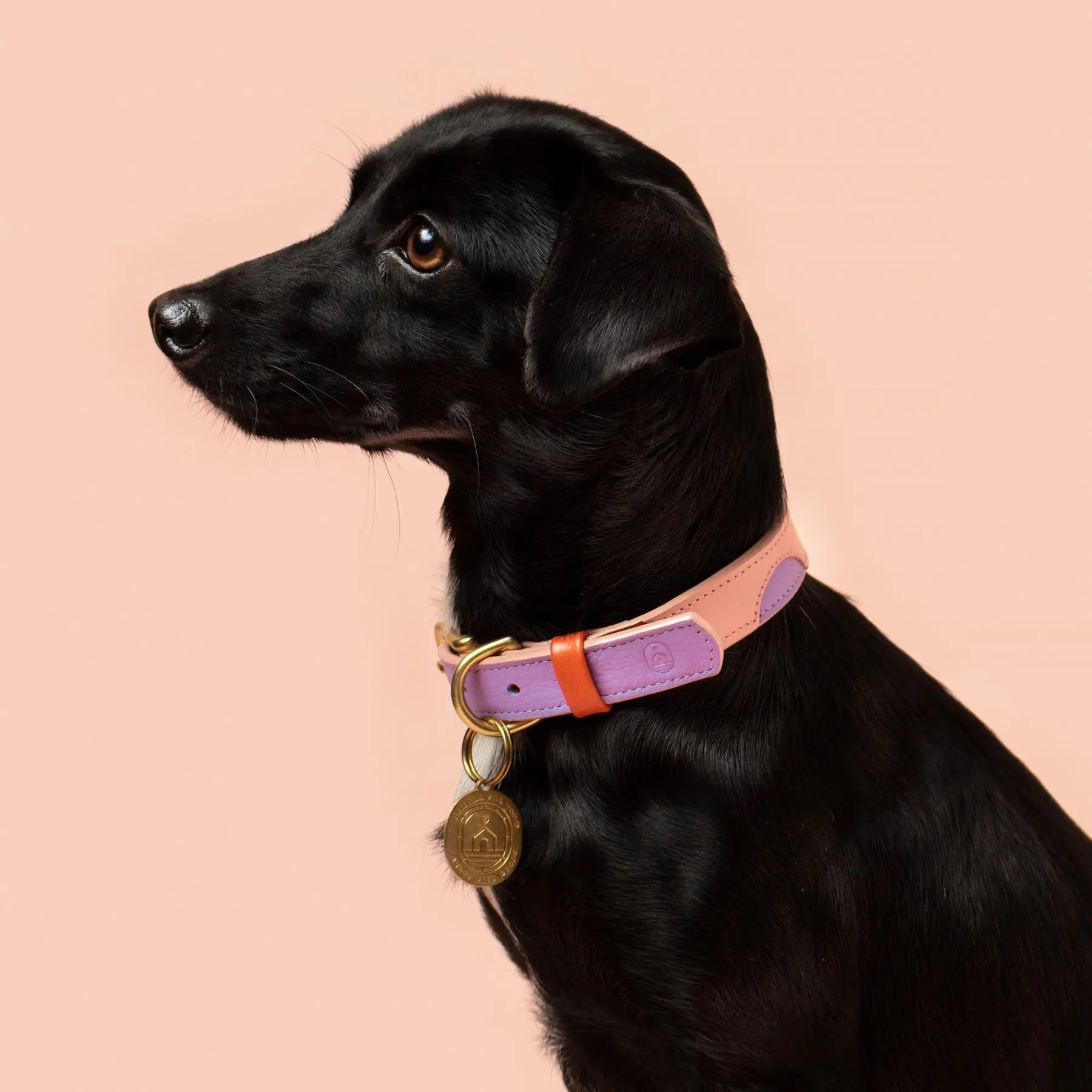 Sweet Collar Ramona For You