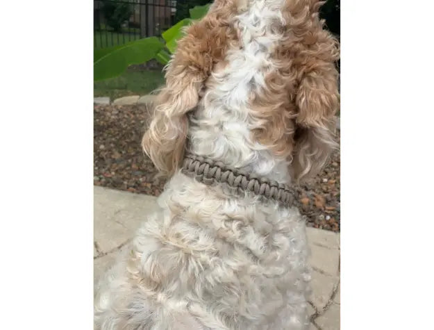 Cobra Braid in Tan - Handmade Dog Collar Pawsh Pup Co.