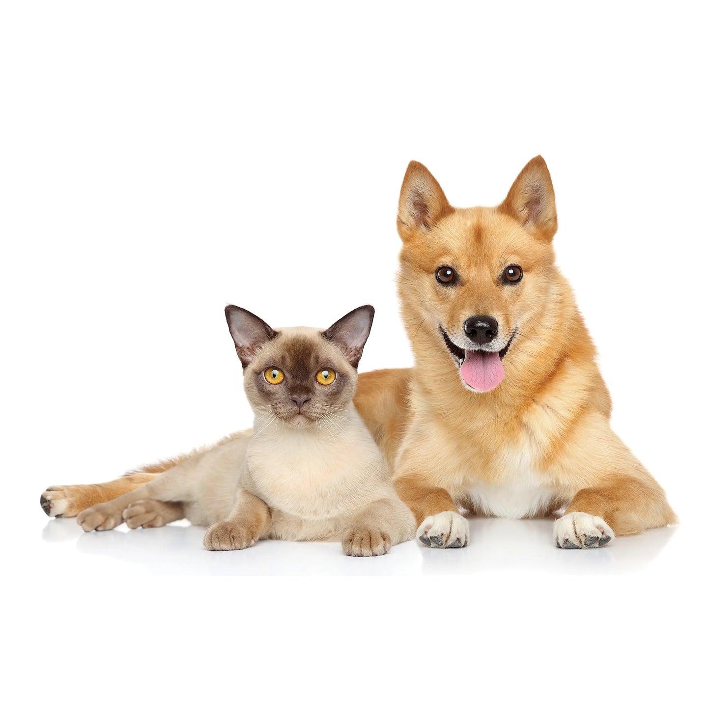 UBAVET Ubacalm Calming and Stress Relief Soft Dog Chews American Pet Supplies