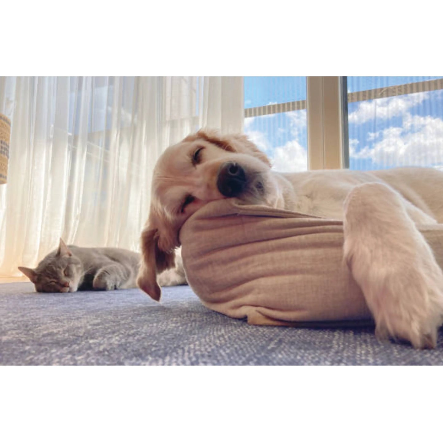 UBAVET UBACALM Calming Soft Chews for Dogs & Cats – Natural Stress & Anxiety Relief American Pet Supplies