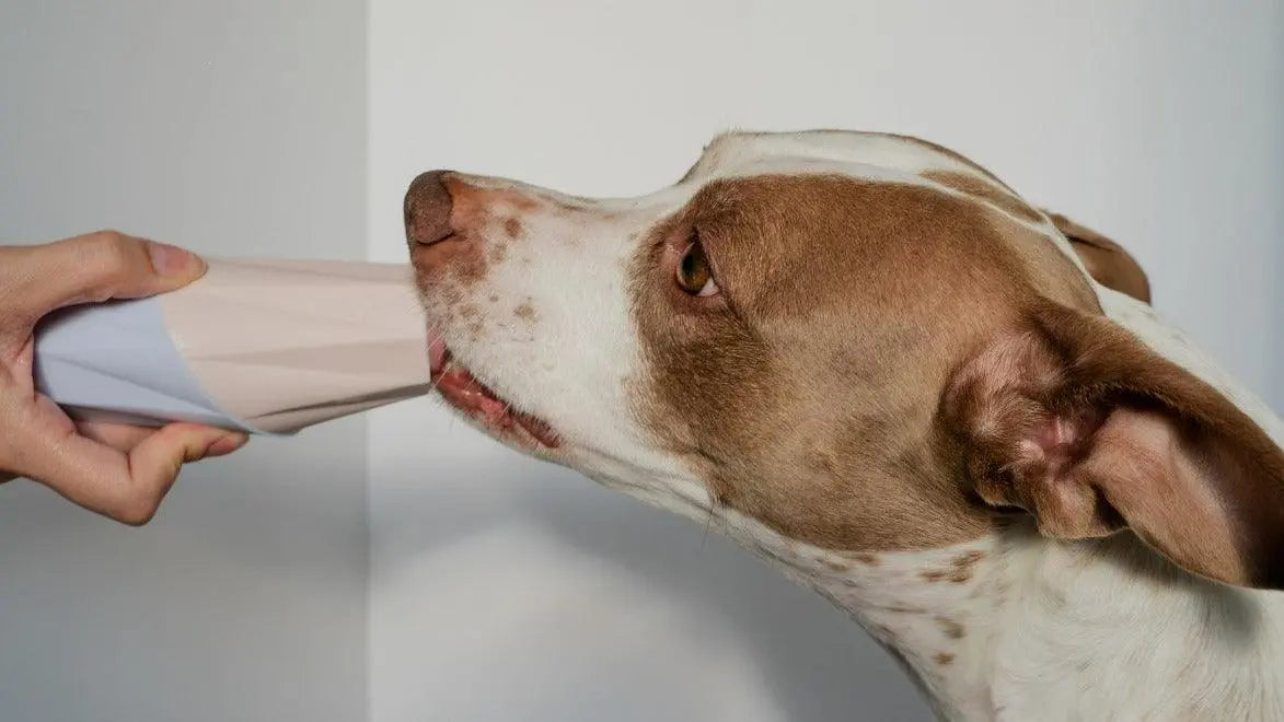 The Ubbe Modern Dog Licking Toy Up Dog Shop