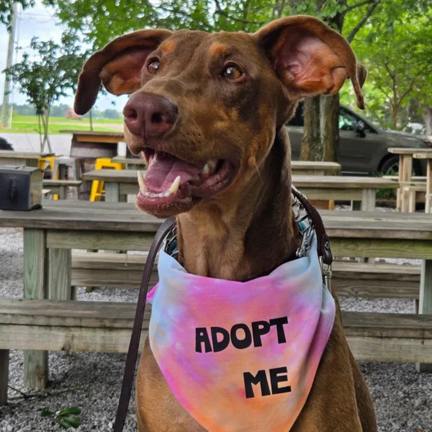 Adopt Me Tie Dye Dog Bandana Best Seller Happy Tails Outfitters