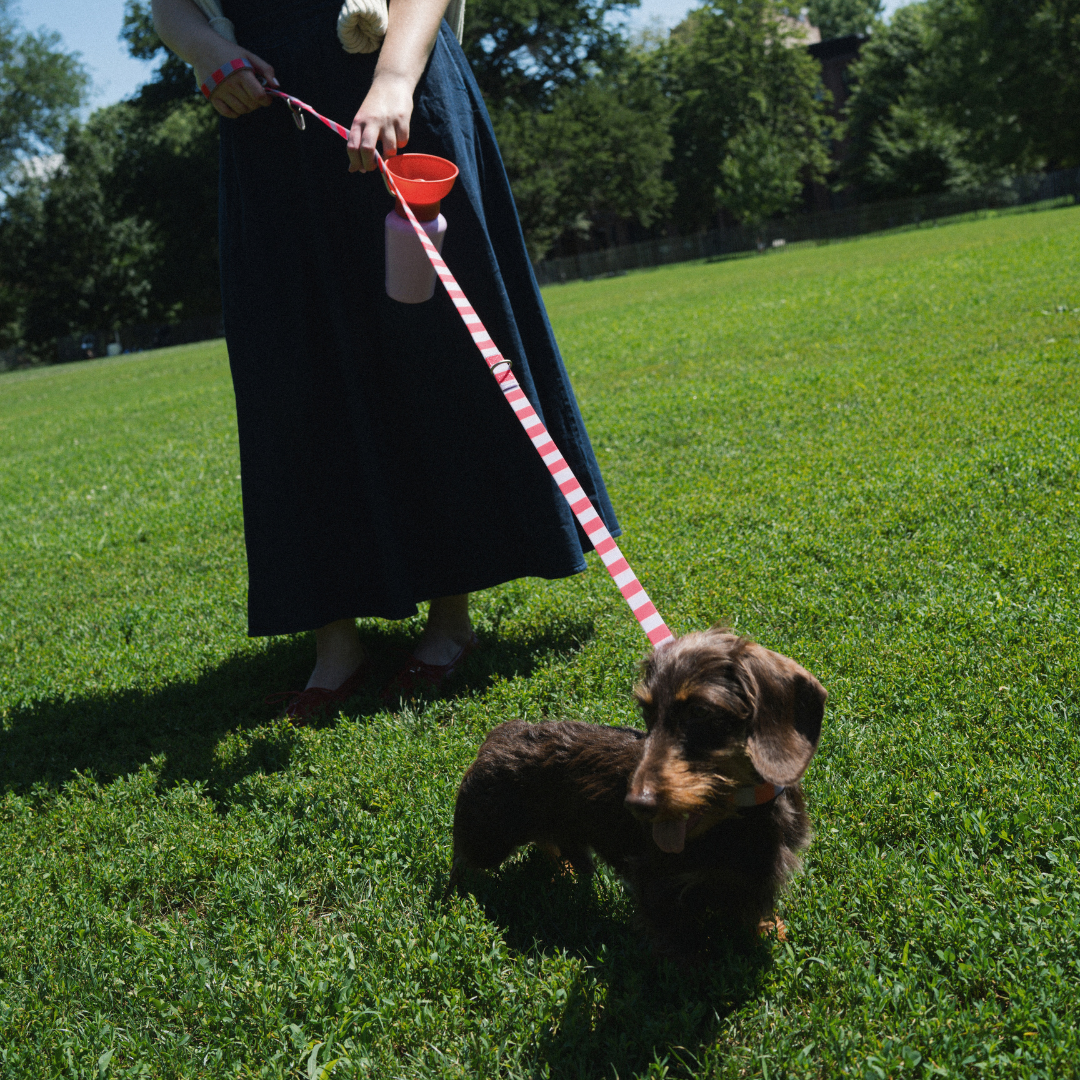 Waterproof Dog Leash - 5ft