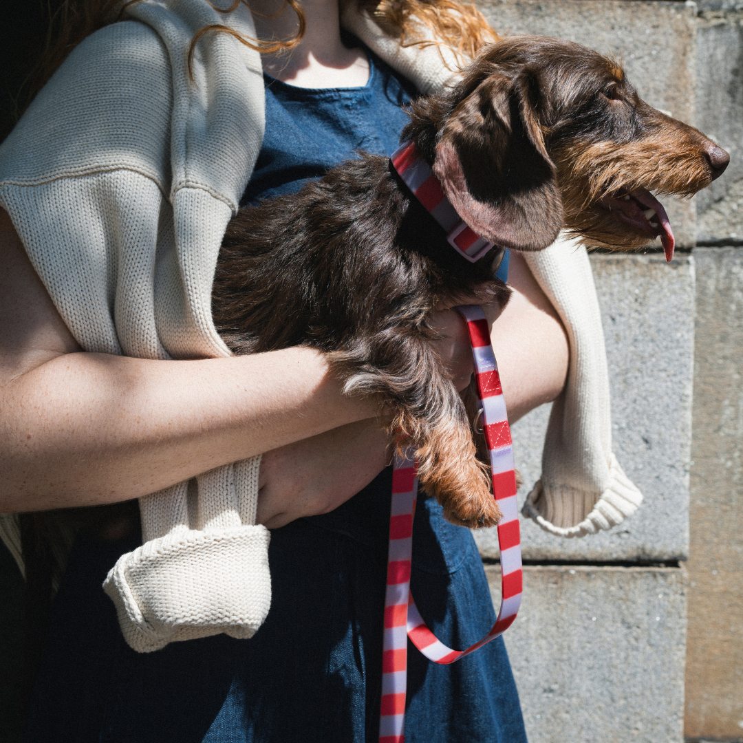 Waterproof Dog Collar