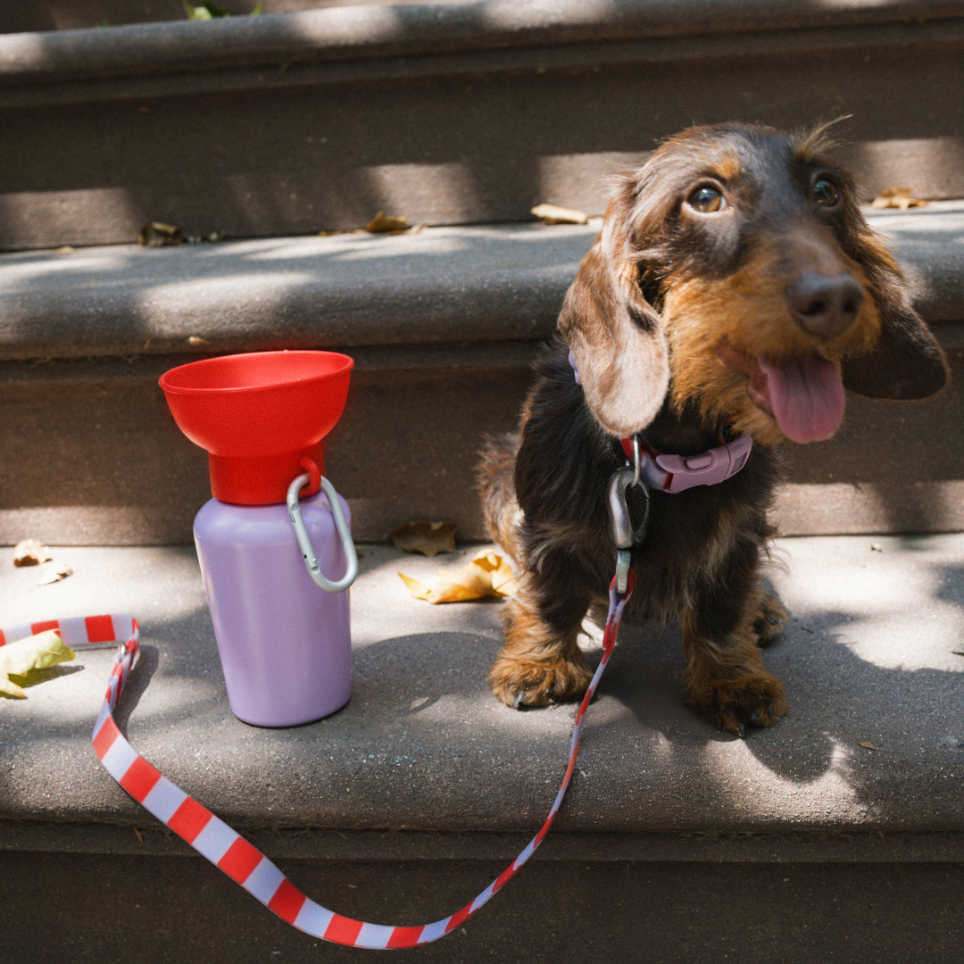 Waterproof Dog Collar