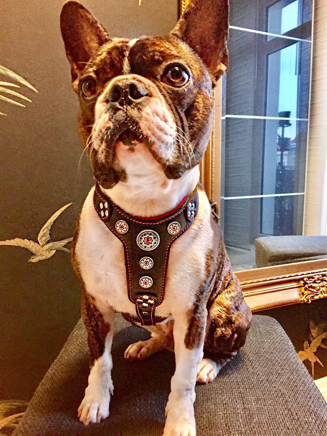 Bestia Bijou Leather Dog Harness – Black & Pink, Small–Medium Dogs