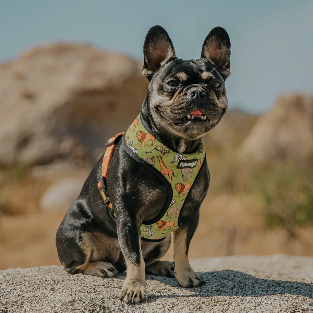 Wild Thing Reversible Harness Pawmigo