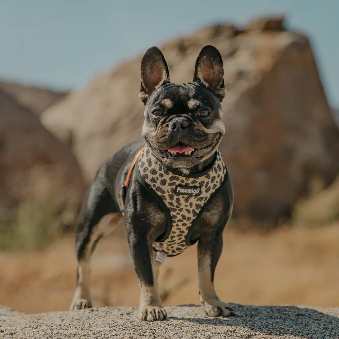Wild Thing Reversible Harness Pawmigo