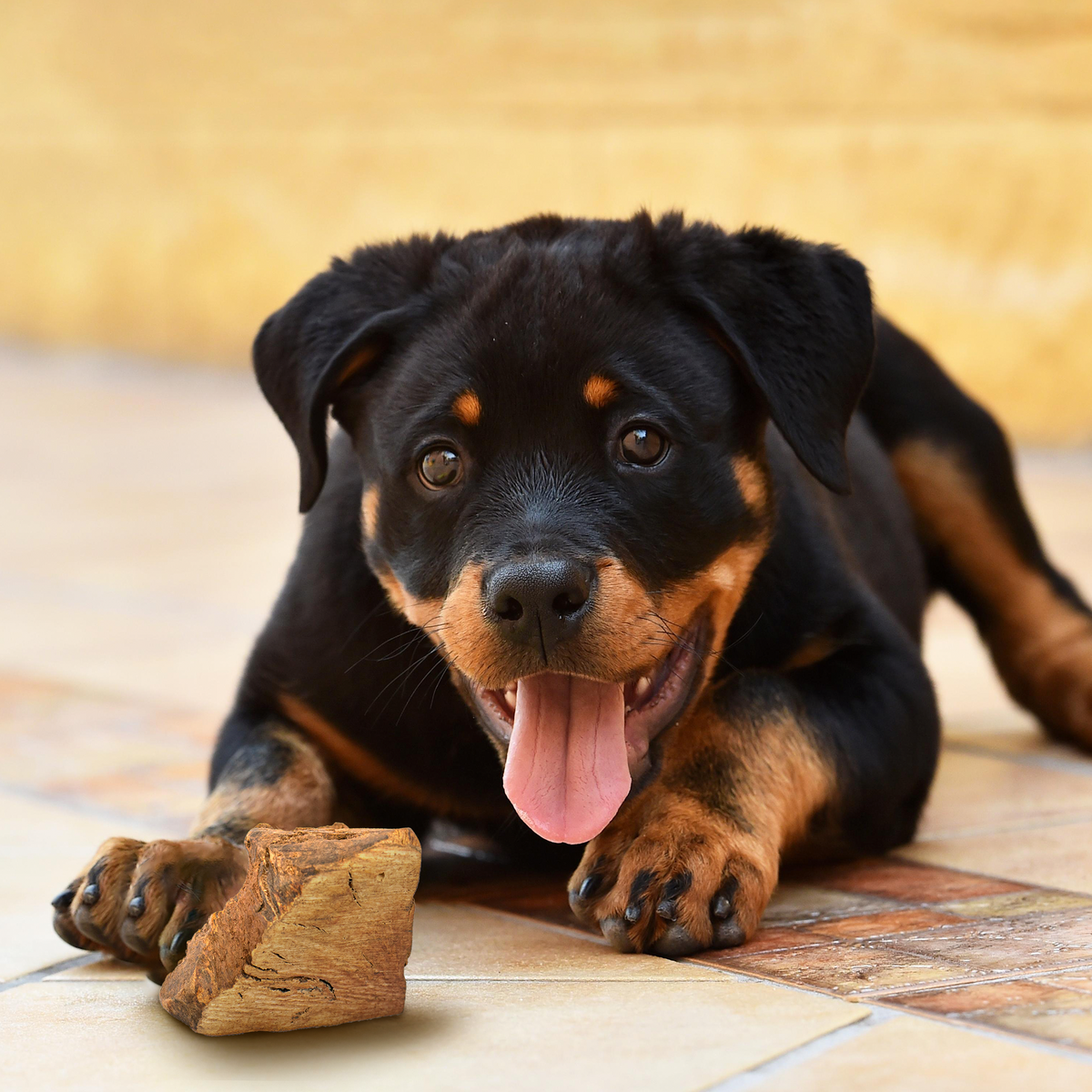 Tree Heather Root Dog Chew – Natural Long-Lasting Chew