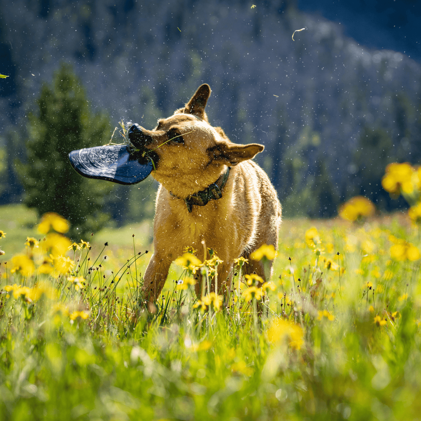 Aero Disc Monster K9 Dog Toys