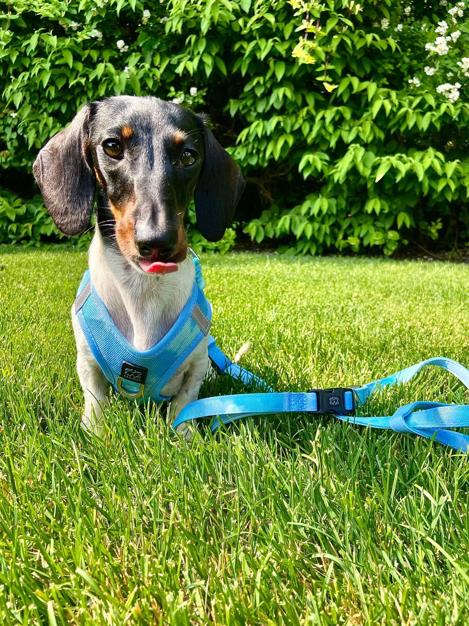 Summer AIR Harness - Ocean - K9 Outdoors