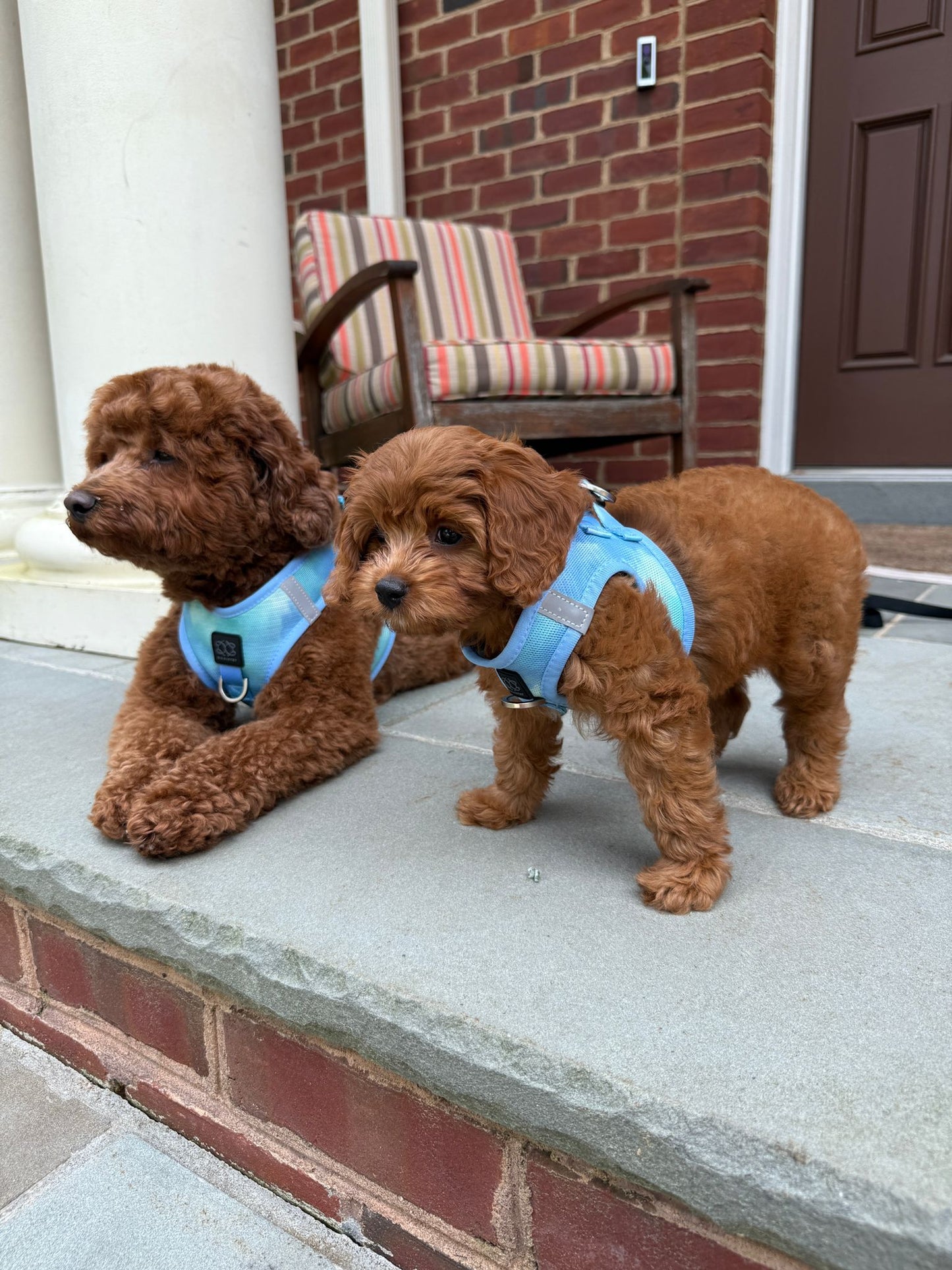 Summer AIR Harness - Ocean Dogistry™