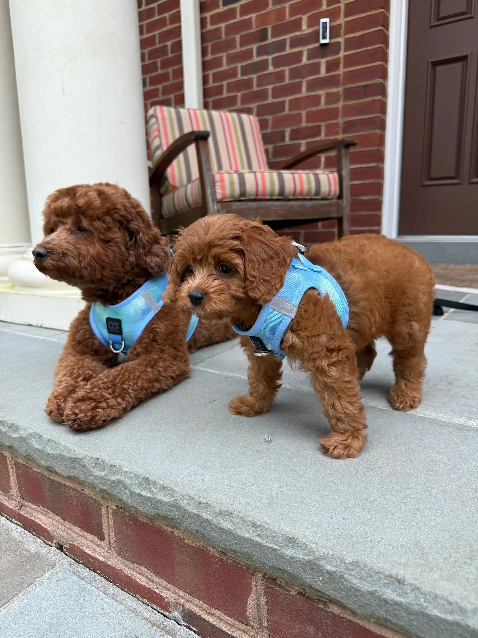 Summer AIR Harness - Ocean - K9 Outdoors