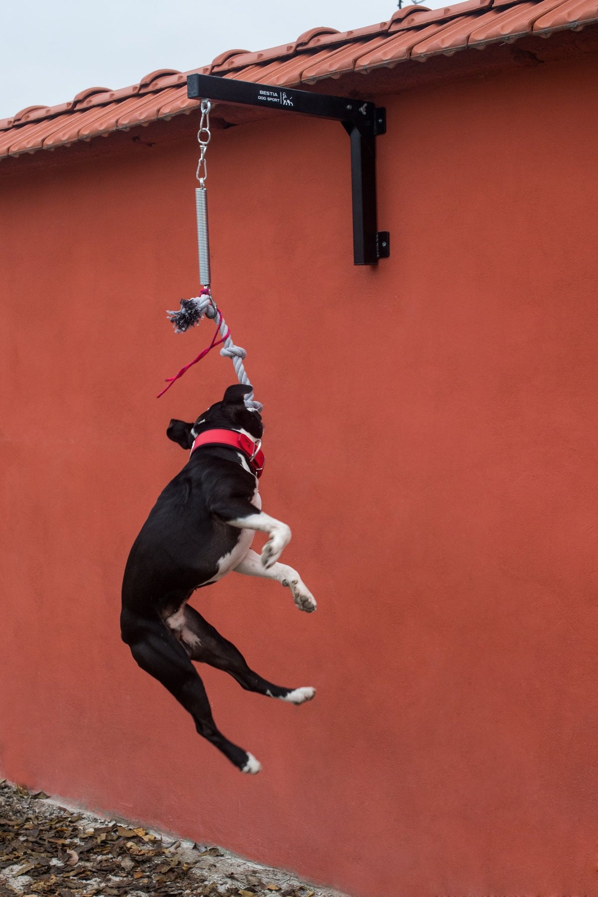 BESTIA DOG SPORT Spring Pole Set