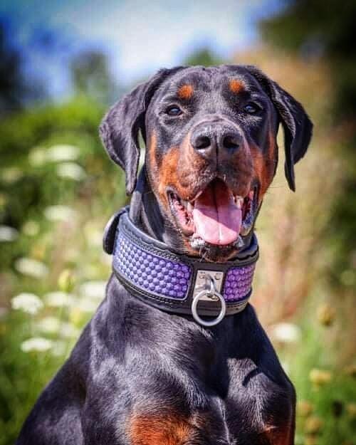 Bestia Hexagon Leather Dog Collar – Limited Edition