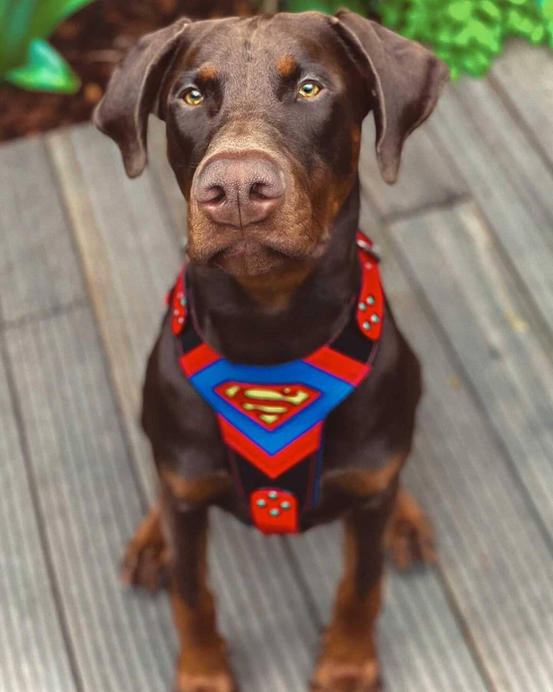 Bestia Superdog Leather Dog Harness