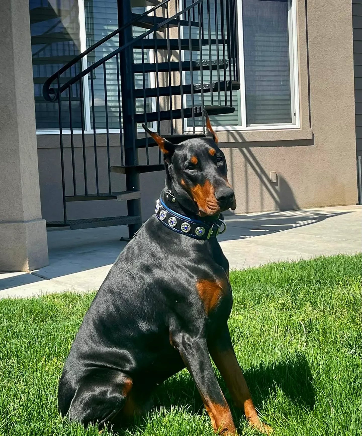 Bestia Bijou Leather Dog Collar – Black & Blue