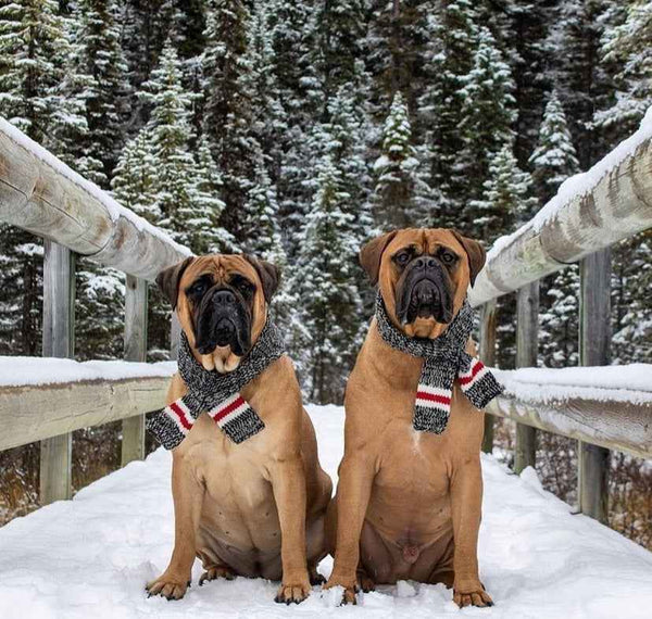 Boyfriend Scarf