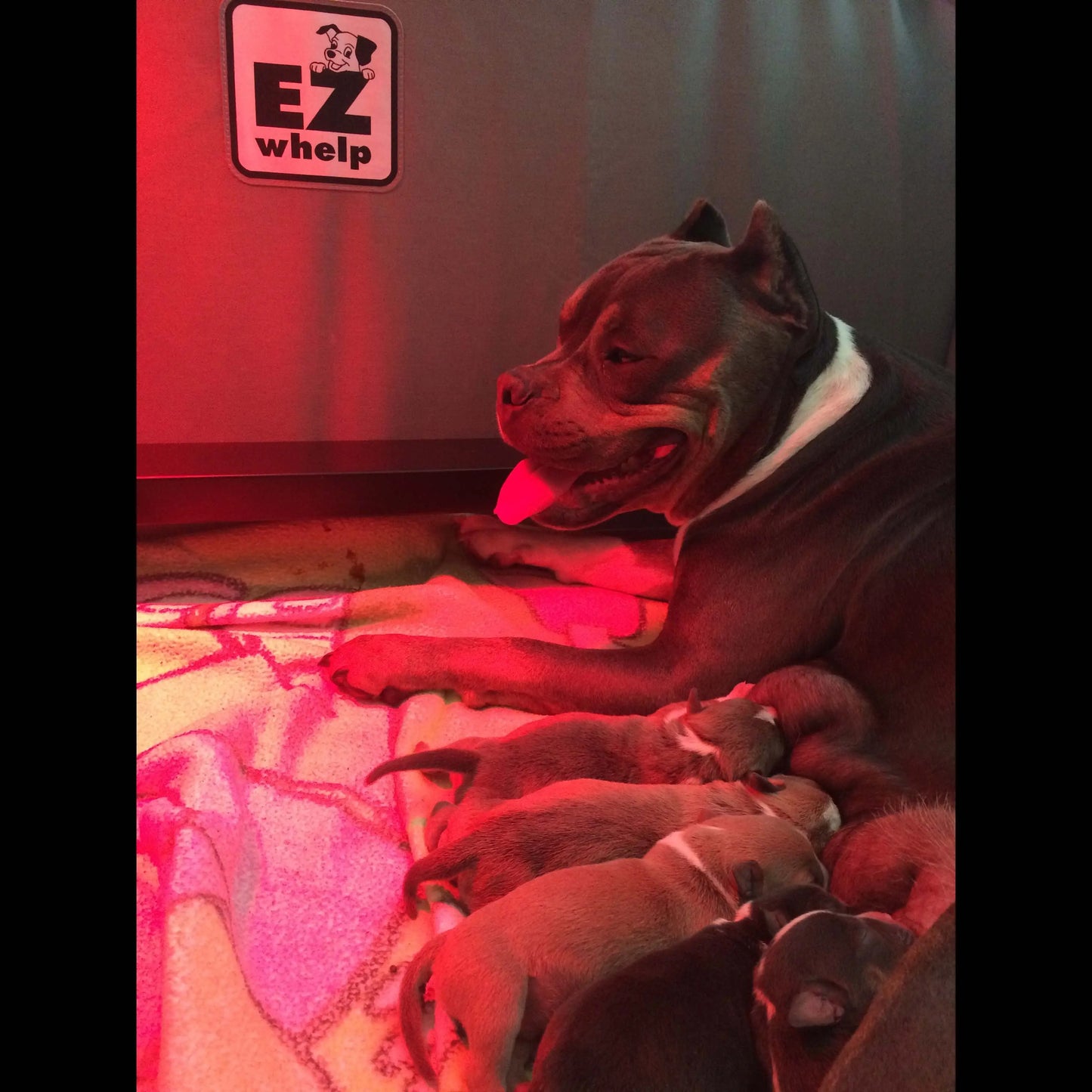 Heating Combo for Fab System EZwhelp