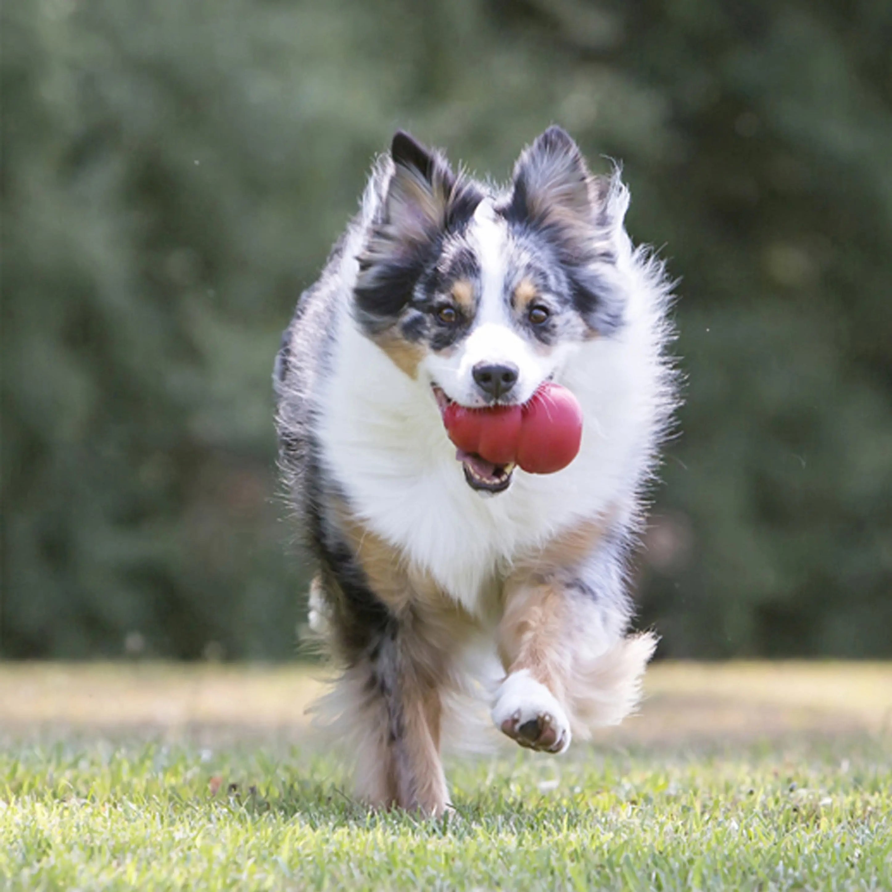 ® Classic Stuffable Dog Chew Toy, XXL