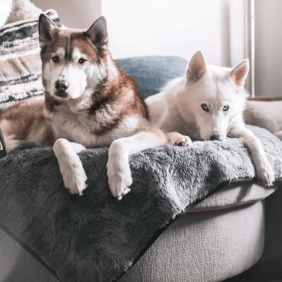 PupProtector™ Summer Short Fur Waterproof Throw Blanket - Charcoal Grey Paw.com