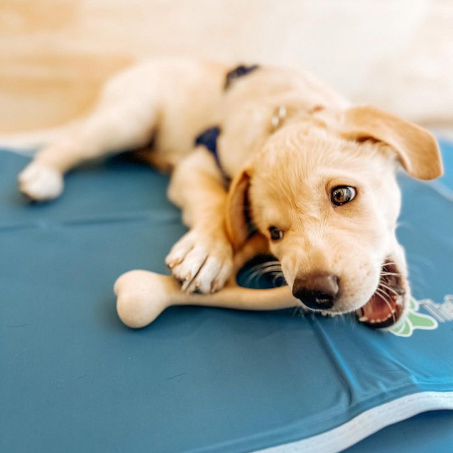 BetterBone SOFT Durability CHEW TOY: Natural Ingredients, Perfet for Teething Puppies, Senior Dogs & Gentle Chewers BetterBone All Natural Eco-Friendly Dog Chews & Bones