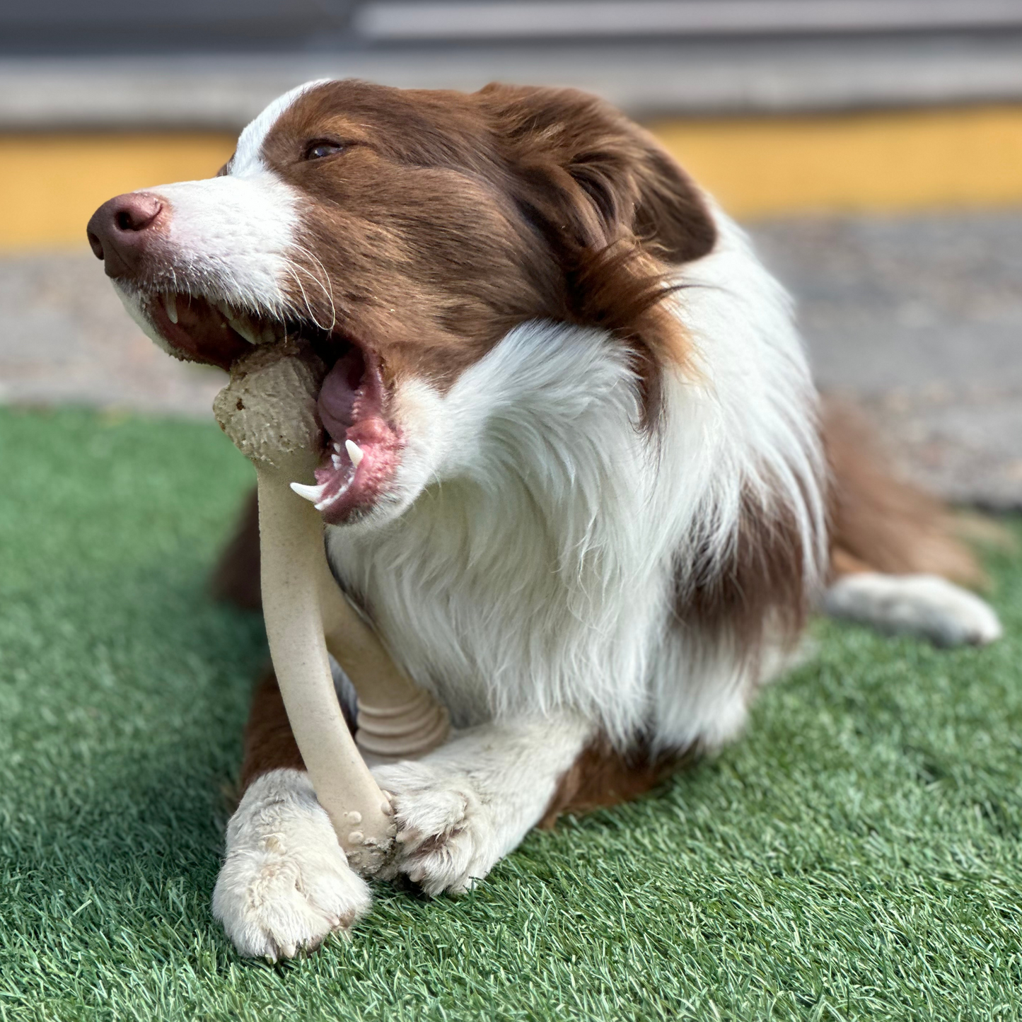 BetterBone SOFT Durability CHEW TOY: Natural Ingredients, Perfet for Teething Puppies, Senior Dogs & Gentle Chewers BetterBone All Natural Eco-Friendly Dog Chews & Bones
