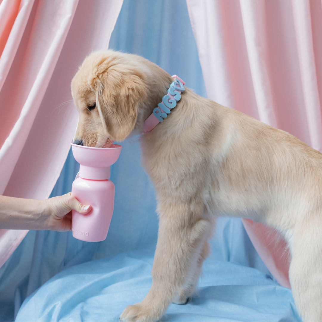 Waterproof Dog Collar