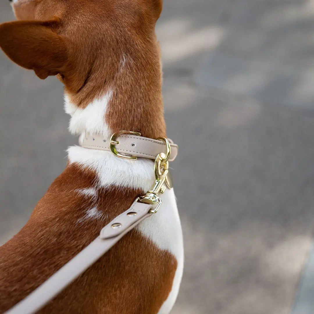 Leash 4ft - Vegan Leather - Cupertino Nina Woof
