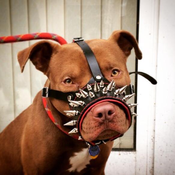 Bestia Danger Leather Muzzle