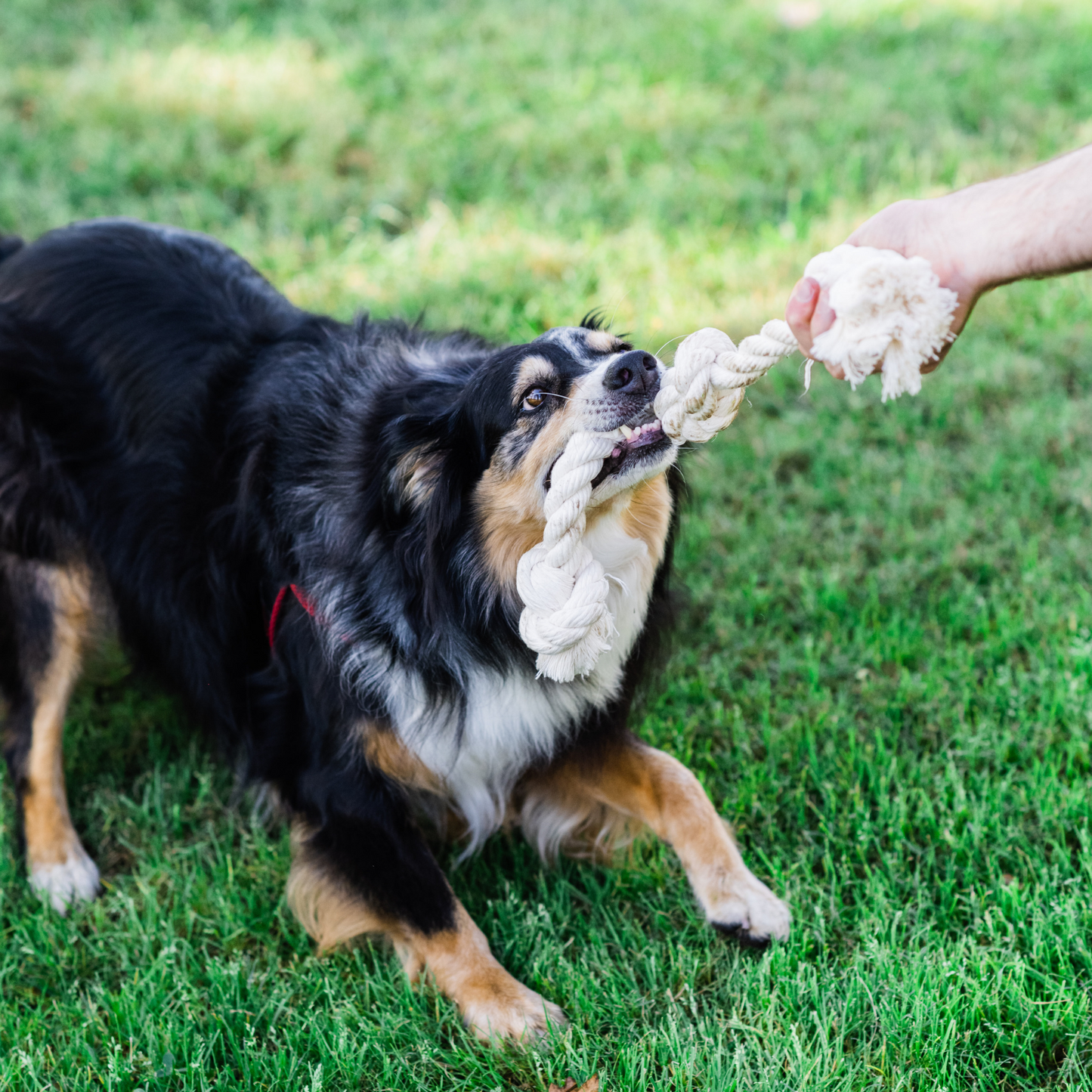 Boba & Vespa 100% Organic Cotton Rope Dog Toy - 5 Sizes The Kind Pet