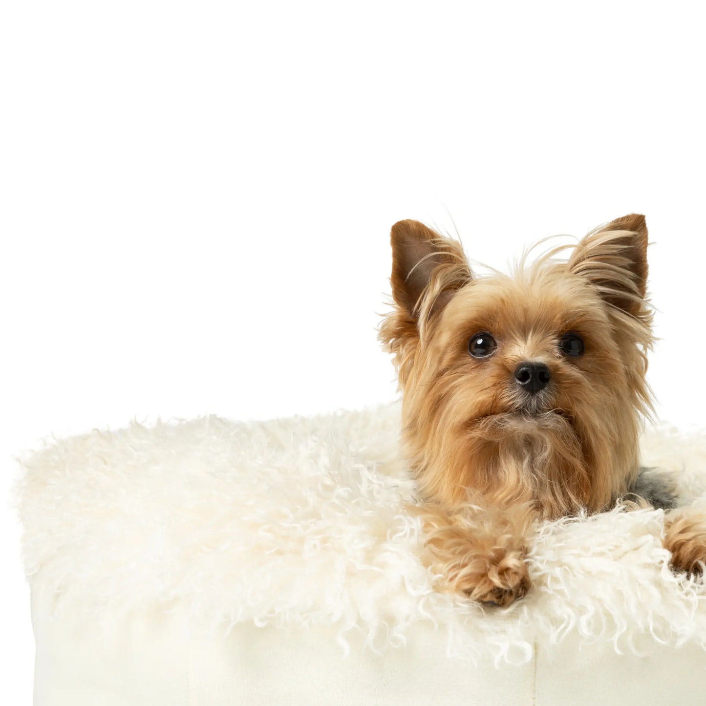 PupPouf™ Luxe Faux Fur Donut Dog Bed - Plush Sheep Ivory Paw.com