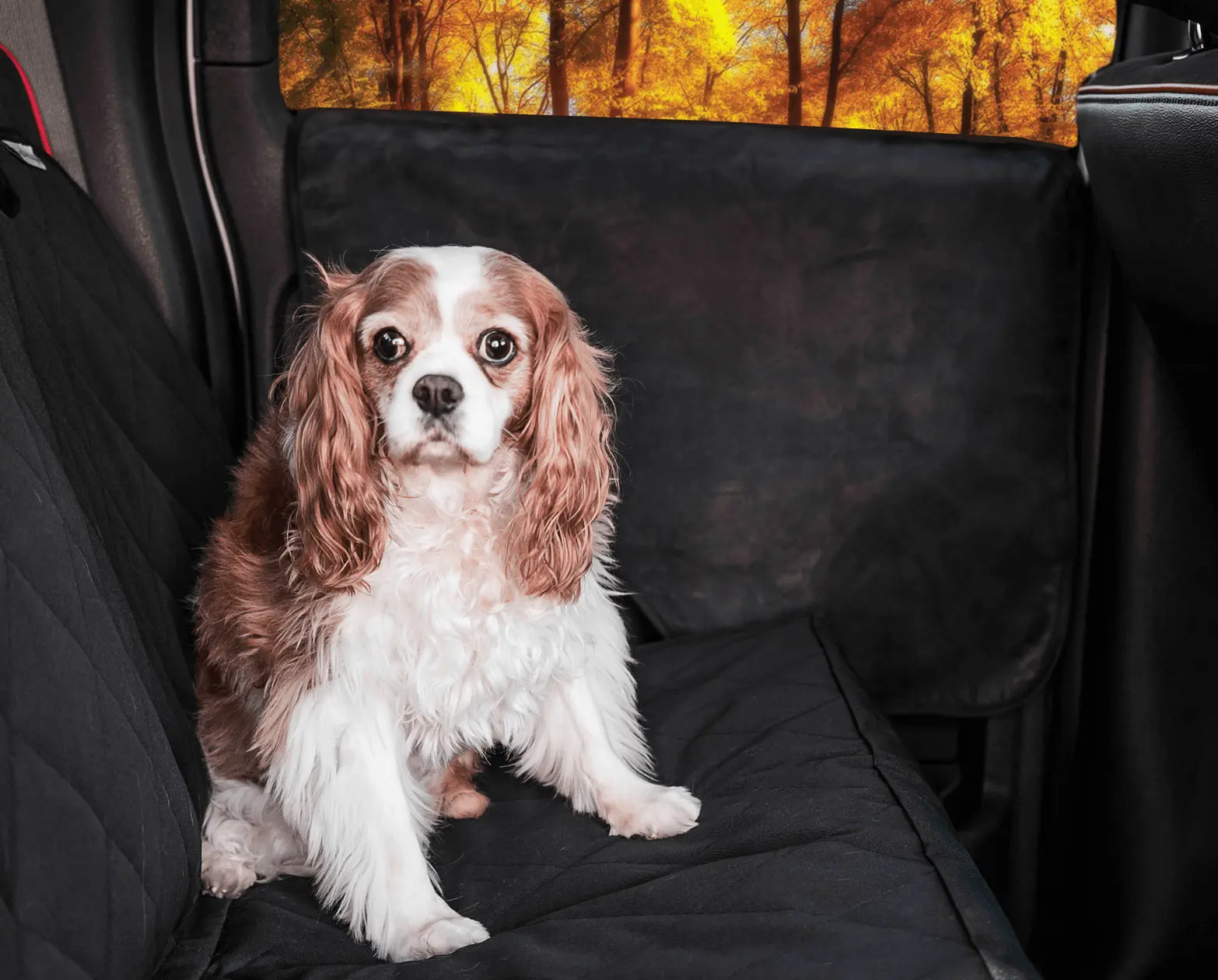 PupProtector™ Car Door Guard (2 pack) Paw.com